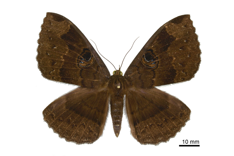 Erebus caprimulgus Female